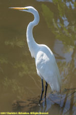 white egret